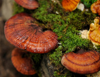 Sarah Outlaw's Top 5 Therapeutic Mushrooms