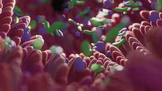 Microbiome Reconditioning and Immune Modulation
