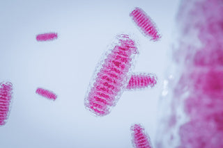 Evidence-Based Strategies to Optimize Mitochondrial Function