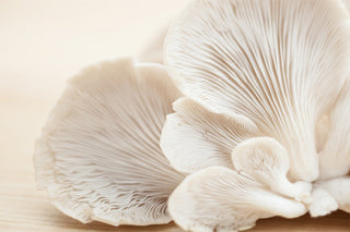 Protocols with Functional Mushrooms