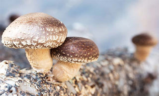 Utilizing Mushrooms in a Veterinary Setting