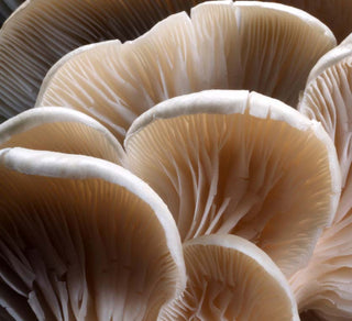 Mushrooms from an Ayurvedic Perspective