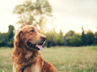 Four Paws with Focal Evolve: Gut Health and Beyond